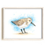 Framed artwork of a sandpiper bird on a blue and white background