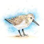 Watercolor illustration of a sandpiper bird on a watercolor background