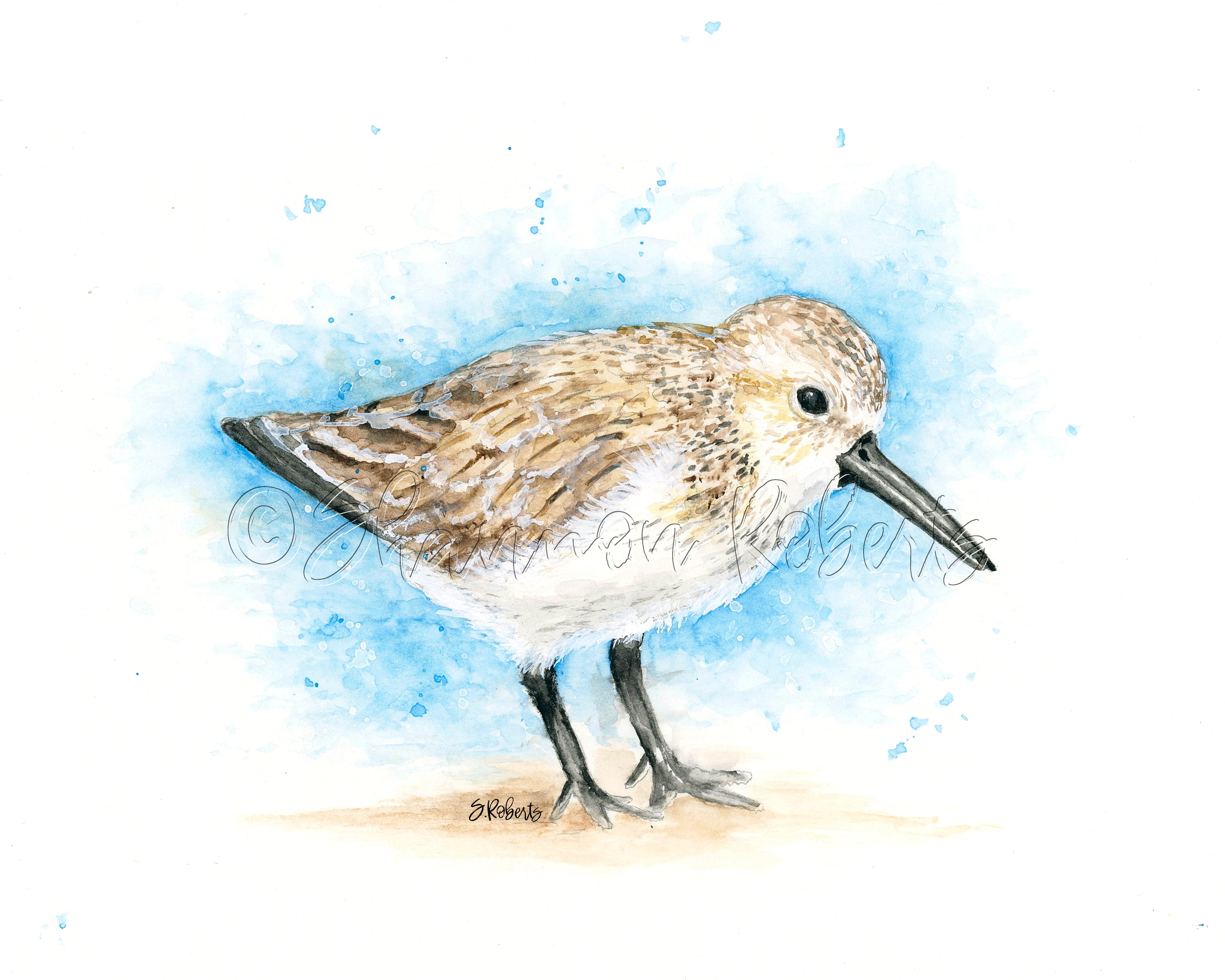 Watercolor illustration of a sandpiper bird on a watercolor background